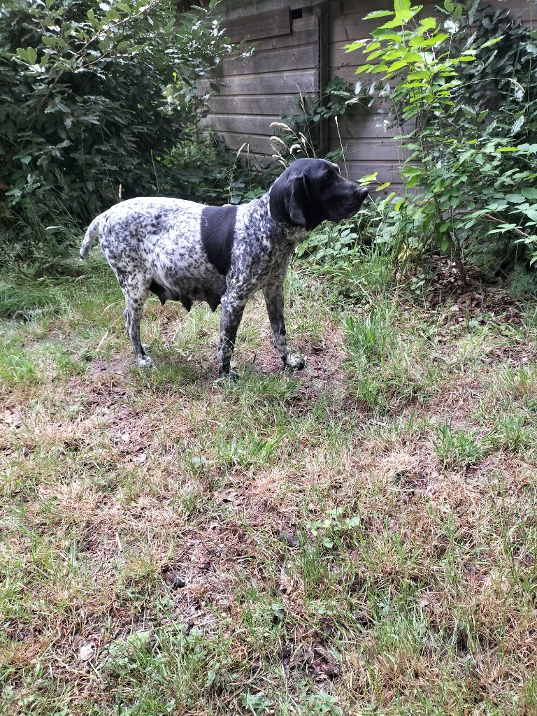 Les nouveaux Chiots de juillet 2025