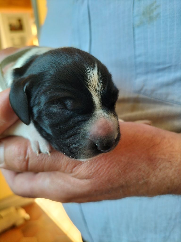 Du Clos De Trébons - Chiots disponibles - Braque d'Auvergne